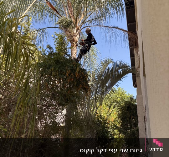 בעל מקצוע מבצע גיזום עץ דקל בגובה באמצעות מסור שרשרת